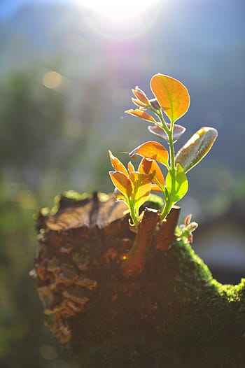 stump, bud, hope, nature