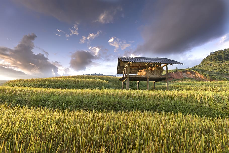 vietnam, rice, rice field, kathy, terraces, hoang suphi, travel, the landscape, natural, mountain, nation