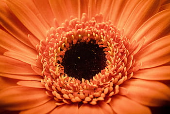 flowers, nature, blossoms, orange, petals, garden, outdoors, gerbera daisy, close-up, zoom, macro