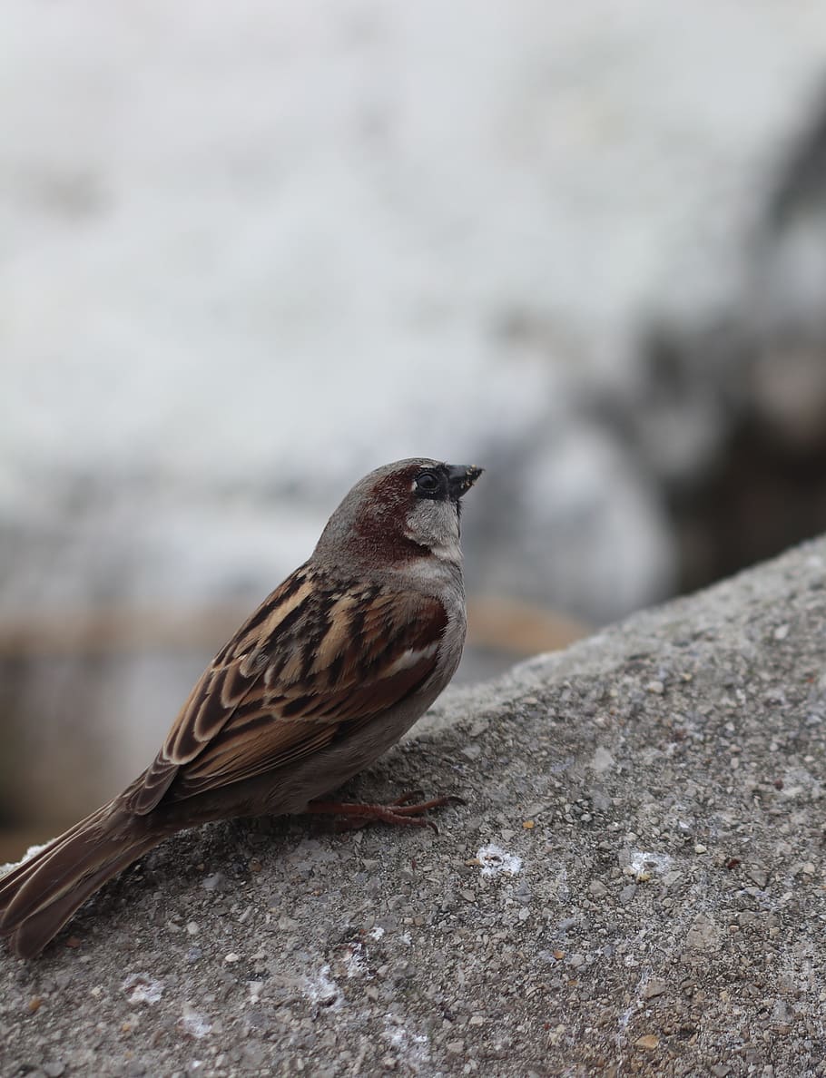 bird, sparrow, tiny, sweet, cute, flying, winged, nature, animal, feathers, birds
