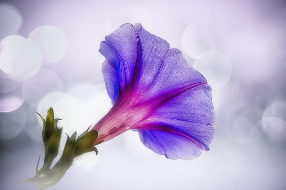 ranní sláva, zvonek, zvonky, bokeh, campanula, romantický