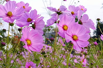 pink, cosmos flowers, grows, field., cosmos flower, cosmos plant, pink flowers, pictures of flowers, flower images, flowers photos, flowers image