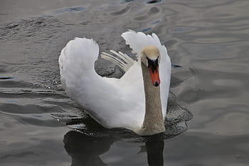 lake, swan, white, plumage, schwimmvogel, water, cool wallpapers, elegant, swim, birds, nice