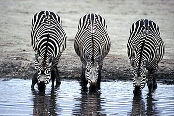 zebra, wild, animal, jungle, river, drink, nature