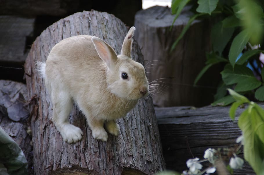 rabbit, bunny, animal, hares, natural, wild animals, wild animal