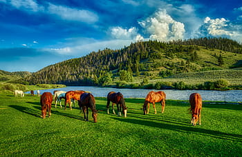 cavalli, pascolo, Wyoming, azienda agricola, ranch, hdr, America, fiume, montagne, foresta, alberi
