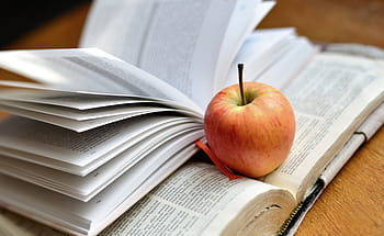 livro, ler, bíblia, literatura, aprender, conhecimento, educação, estudo, páginas, papel, informações