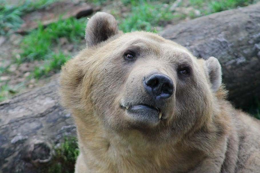 savec, medvěd, Příroda, živočišného světa, zvíře, divoký, divoké zvíře, zoo, dravec, sladký, barva