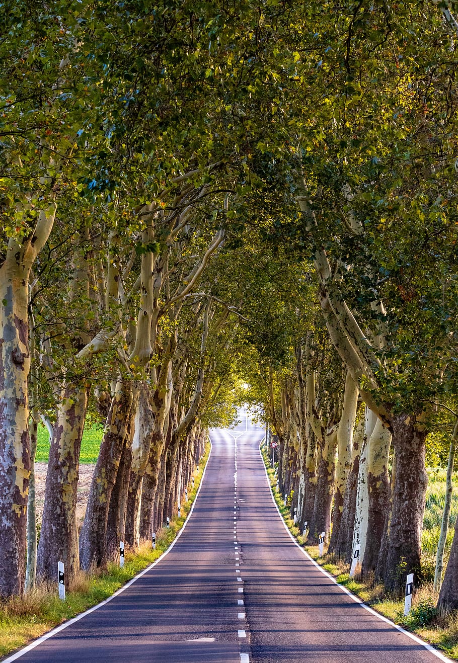 avenue, stromy, Příroda, krajina, pryč, strom lemované avenue, silnice
