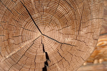 tree, wood, tree jar, cross section, forest, log, texture, pattern