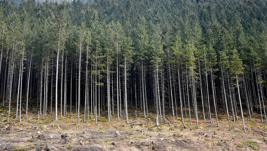 les, strom, přesně tak, mystický, krajina, Příroda, atmosféra, zelená, tajemství, lesy, tajemný