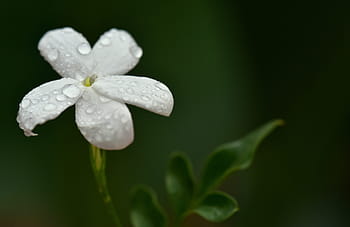 Jasmin, Jasmin-Blume, Weiß, zärtlich, klein, duftend, nass, tropfen, Nahansicht, Duft, Regen