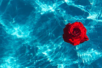 fresco, jardim, rosa, azul, água, natação, piscina, quente, dia de verão, verão, flor