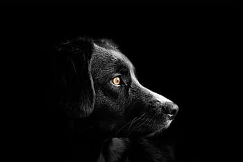 dog, cute, puppy, animal, pet, graphic, design, paw, nature, black, art