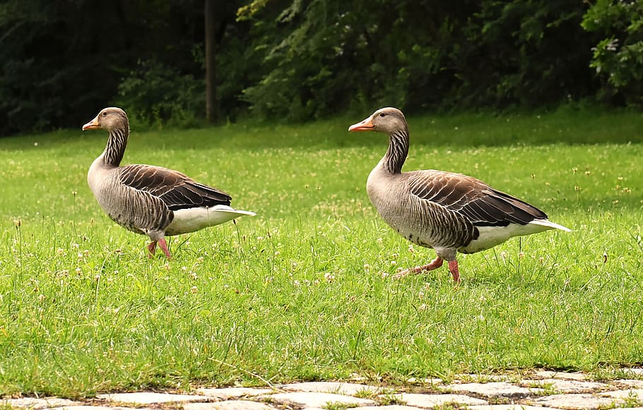 geese, wild geese, waterfowl, group, goose-char, run, bird, nature, poultry, greylag goose, aquatic animals