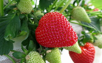 jahoda, jahody, ovoce, jídlo, Červené, sladký, Lahodné, zralý, zdravý, čerstvý, vitamíny