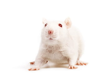 animal, beige, cute, domestic, fancy, funny, furry, isolated, listen, look, mice