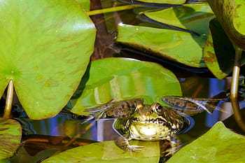 northern, green, frog, sunning, water, water lily pad, pad., frog images, frog pictures, frog photos, green frog