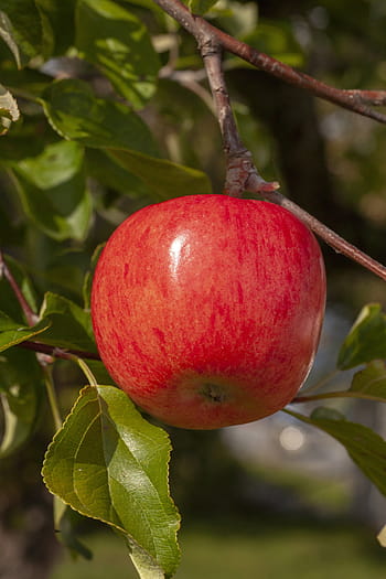 Červené, jablko, ovoce, zahrada, čerstvý, Lahodné, zralý, Příroda, podzim, barvitý, Jasný