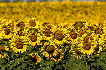 spain, sunflowers, summer, yellow, sunny, 10-19-18