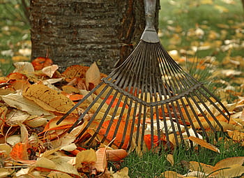 computing, raking leaves, tool, garden, gardening, autumn, leaves, fall foliage, gardener
