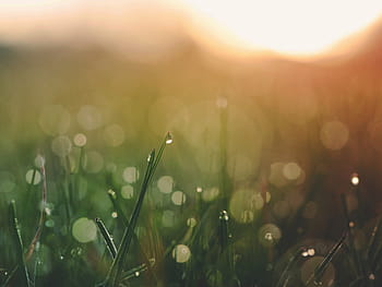 sunset, grass, nature, outdoors, field, blurry, bokeh, summer