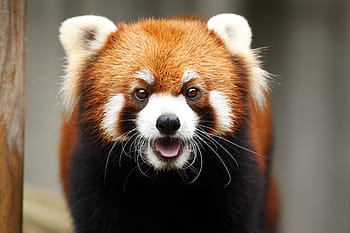 red panda, animal, cute, wild animals, omnivores・herbivores, red, mammals, zoo