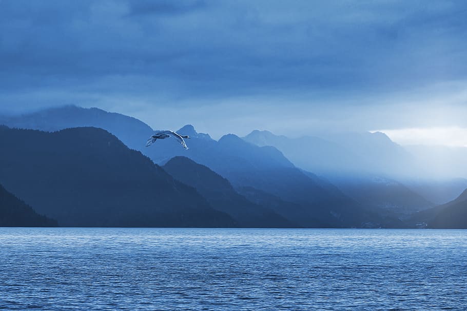 lake, nature, landscape, mountains, alpine, animal, flight, swan, blue, sunset, water