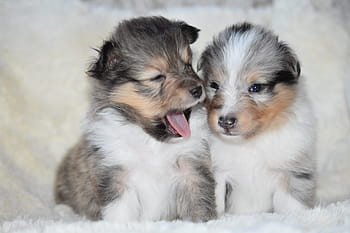 puppies, puppies shetland sheepdog, pup, animal, animals, babies dogs, adorable, breed shetland sheepdog, female shetland sheepdog
