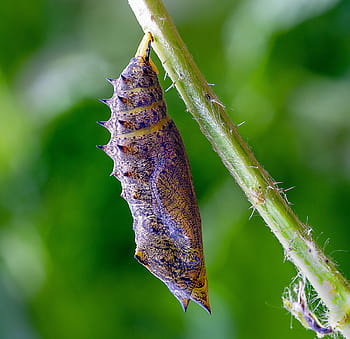 pupa, cocoon, butterfly, chrysalis, insect, wildlife, metamorphosis, nature, transform, growth, natural
