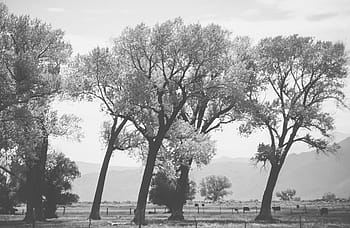 μαύρος, λευκό, θέα, cottonwood δέντρα, φθινόπωρο, ΛΑΜΠΡΌΣ, Καλιφόρνια, πολύχρωμα, πτώση, τοπίο, πάρκο