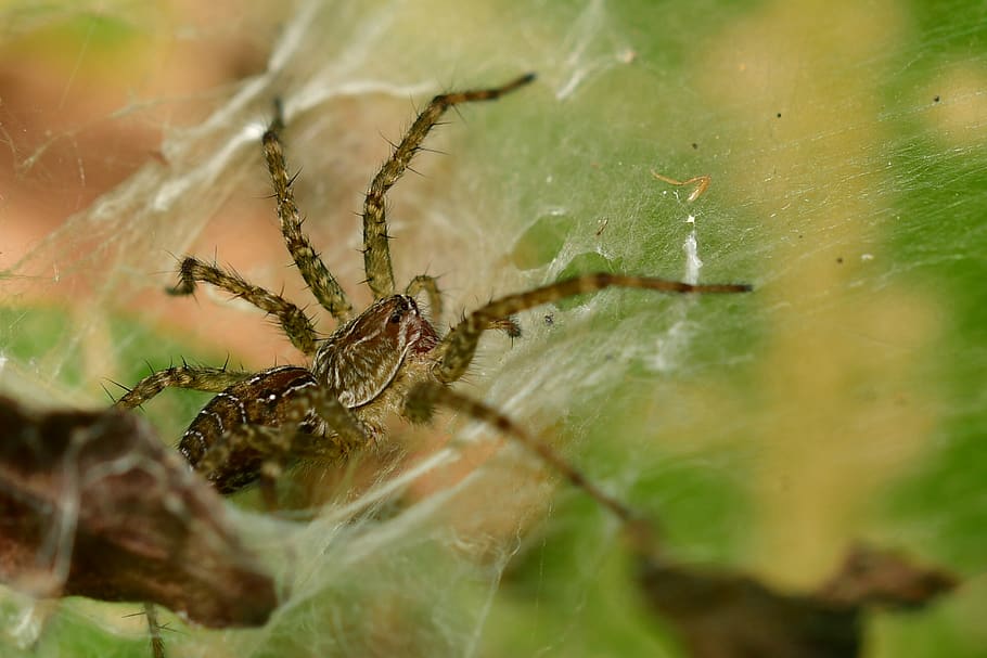laba-laba, arakhnida, satwa liar, invertebrata, serangga, jaring laba-laba, berbulu, menakutkan, fobia, alam, Alergi
