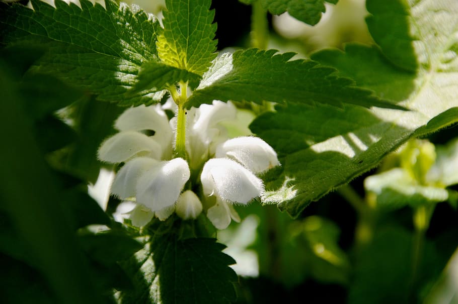 nettle, flower, plant, wild, white nettle, medicinal, botany, homeopathy, garden, green, nature