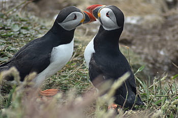 puffin, staffa, Skotsko