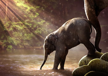 elephant, young, watering hole, young elephant, animal, proboscis, mammal, pachyderm, nature, young animal, family
