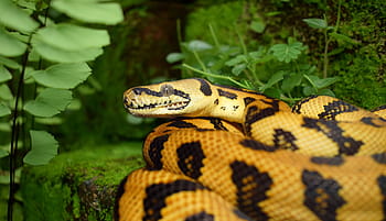 serpent, reptile, le monde animal, animal, la nature, tapis en python, constricteur, fermer, échelle, créature, terrarium