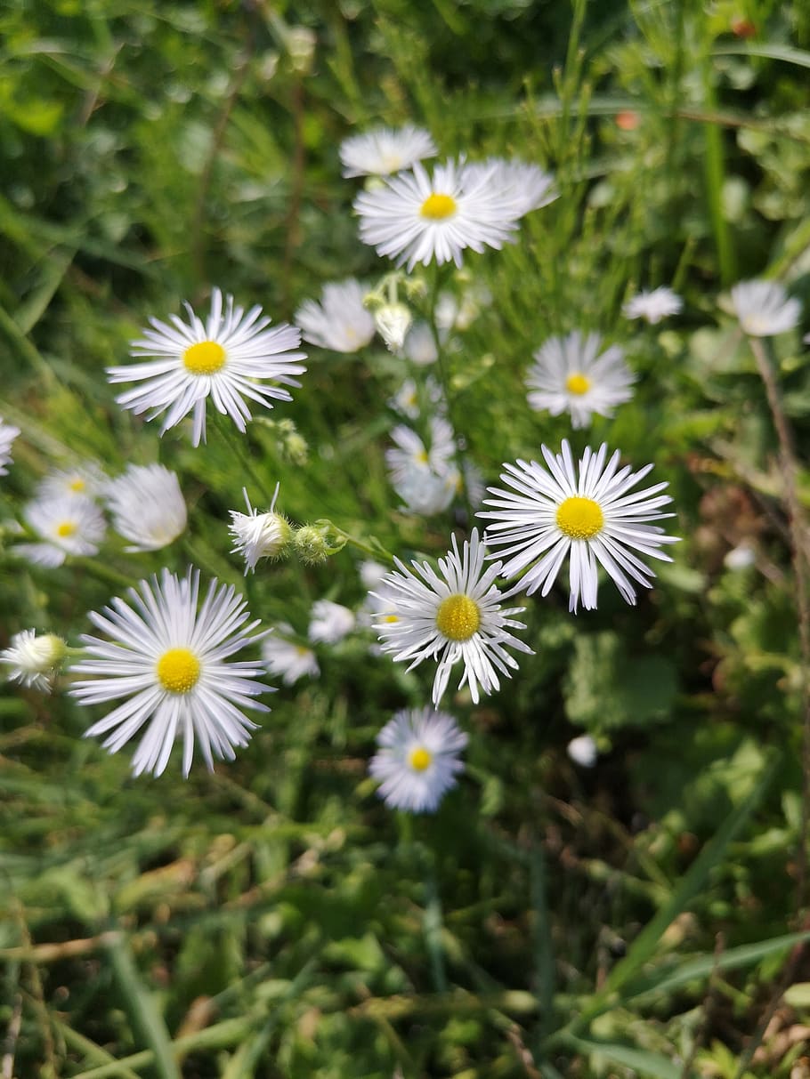 sous rosettes, spontaneous flora, sunny day, green grass, white sigalben
