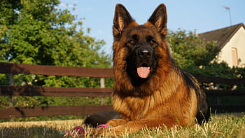 schäfer dog, german shepherd, old german shepherd dog, dog, animal, friend, german longhaired pointer, pet, nature, leisure, snout