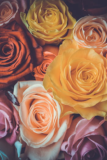 international women's day, march 8, spring, holiday, march, congratulations, love, flowers, postcard, roses, bouquet