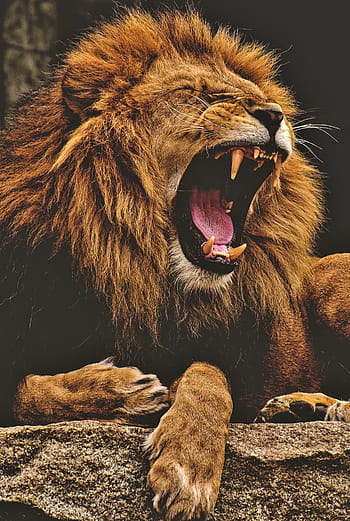 Leone, predatore, pericoloso, criniera, grande gatto, maschio, zoo, animale selvaggio, Africa, animale, tierpark hellabrunn