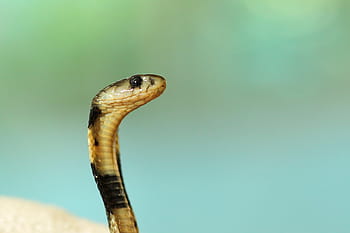 animals, snake, reptile, bokeh, scales, eyes