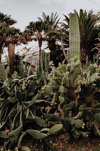 plantas de portugal, jardim, flora, natureza, plantas, suculentas, botânico, algarve, cactos, agave, opuntia
