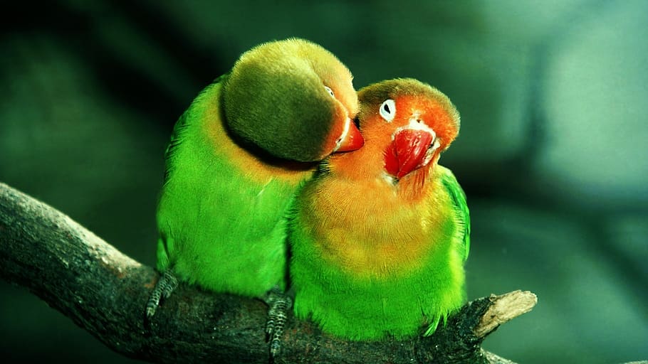 wild life, birds, nature, tropical, animalia
