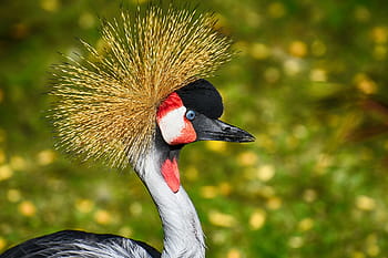 นกกระเรียนมงกุฎเทา, balearica regulorum, นก, ขน, มีสีสัน, สัตว์ปีก, ตลก, สวย, Tierpark Hellabrunn