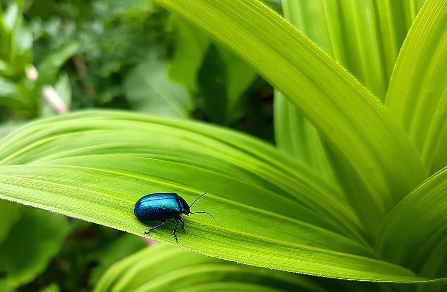 alder leaf beetles, blue beetle, beetle, nature, animal world, leaf, insect, green
