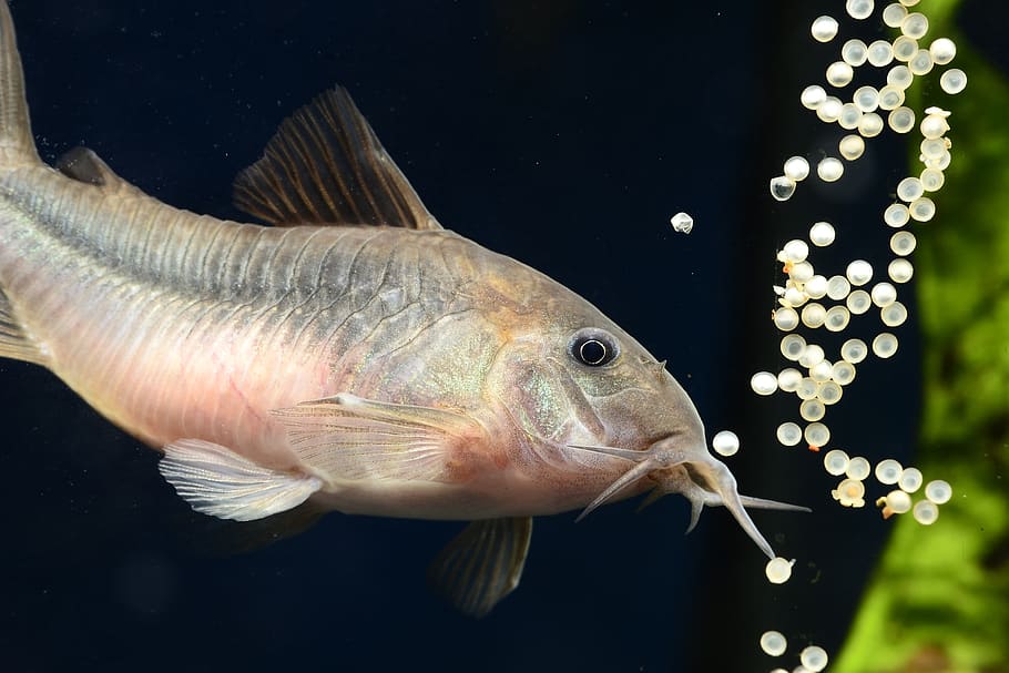 spawning of corydoras, corydora, corydora aeneus, fish, aquarium