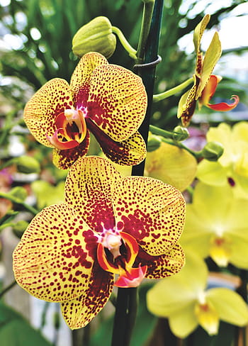 orchids, orchid flower, blossom, bloom, flower, plant, nature, exotic, tropical