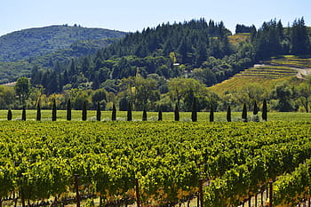 krajina, kopec, Příroda, zemědělství, víno, vinice, vinařství, Sonoma County, sonom, rostlina, révy