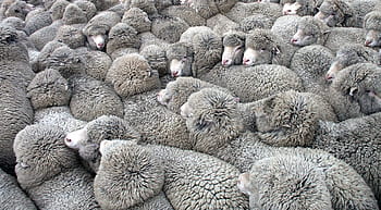 sheep, herd, flock, agriculture, wool, mammal, group, livestock, rural, farm, crowd