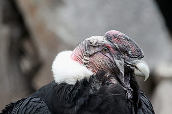 نسر،  كوندور،  طير جارح،  طائر،  gryphus vultur،  كوندور الأنديز،  زبال،  عرق الريش،  صورة،  الملف الشخصي،  منقار